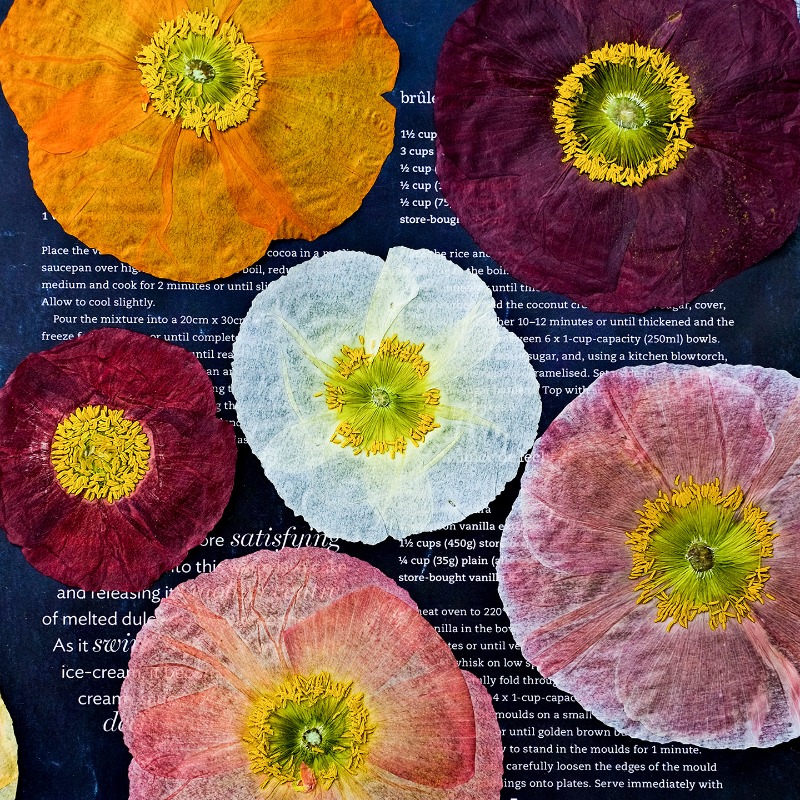 1pcs,Nature Field Poppy Presse - огляд і ціна Art And Craft Nature