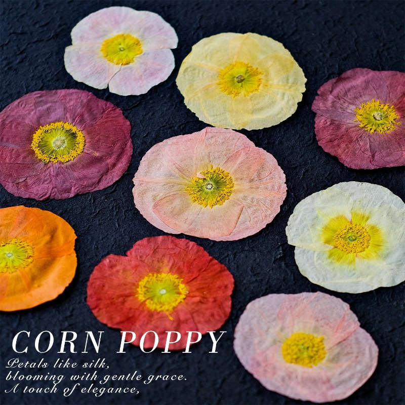 1pcs,Nature Field Poppy Presse - огляд і ціна Art And Craft Nature