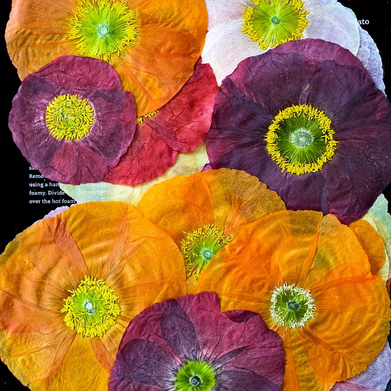 1pcs,Nature Field Poppy Presse - огляд і ціна Art And Craft Nature